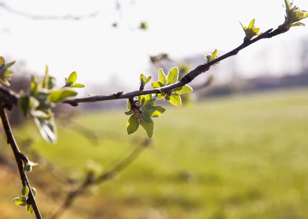 Sprießen auf einem Baum — Stockfoto