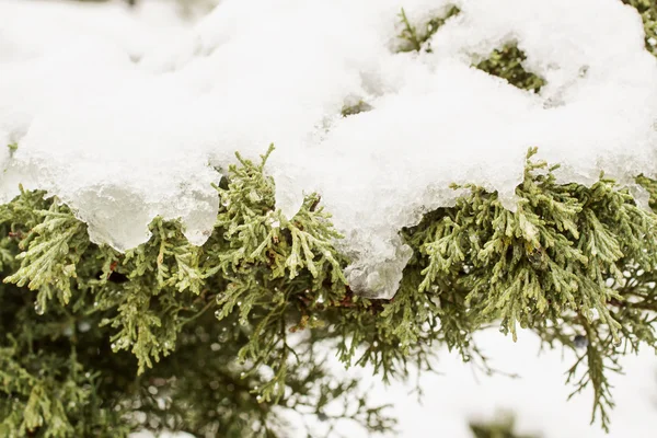 Снег на сосне — стоковое фото
