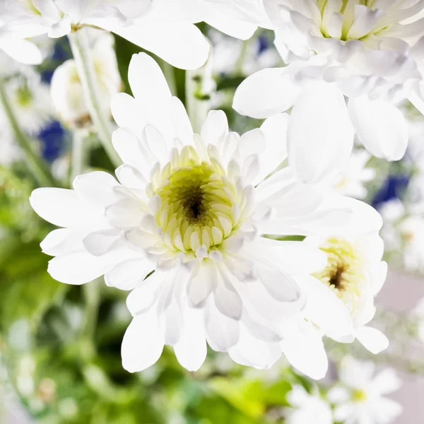 Witte margriet in close-up — Stockfoto