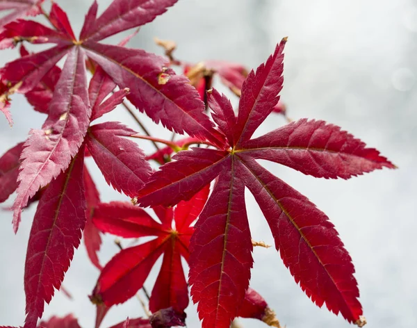 Acer Palmatum i närbild — Stockfoto