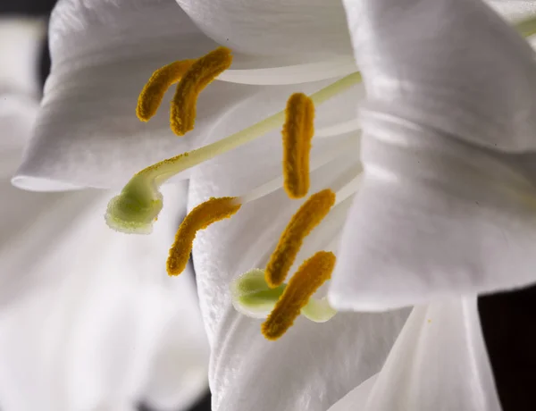 Witte lilium in strikte dicht omhoog — Stockfoto