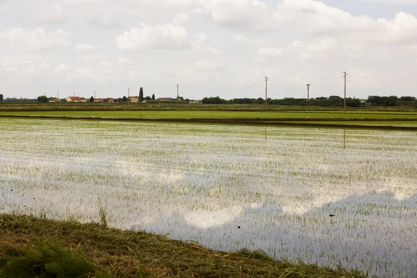 Risfält med speglar himlen — Stockfoto