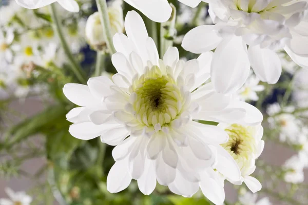 Margarita Blanca en primer plano — Foto de Stock