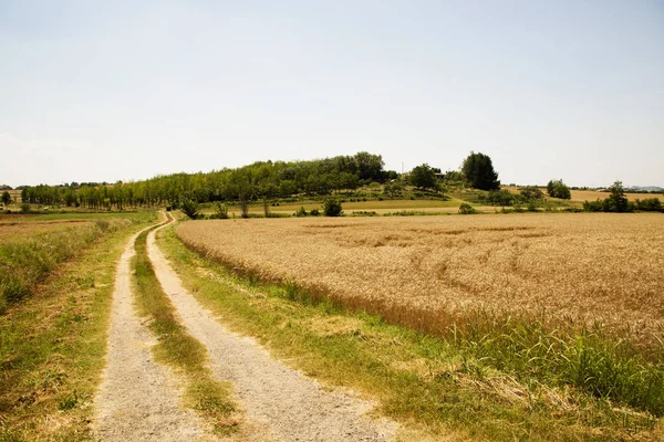 Tarlalarda yol — Stok fotoğraf