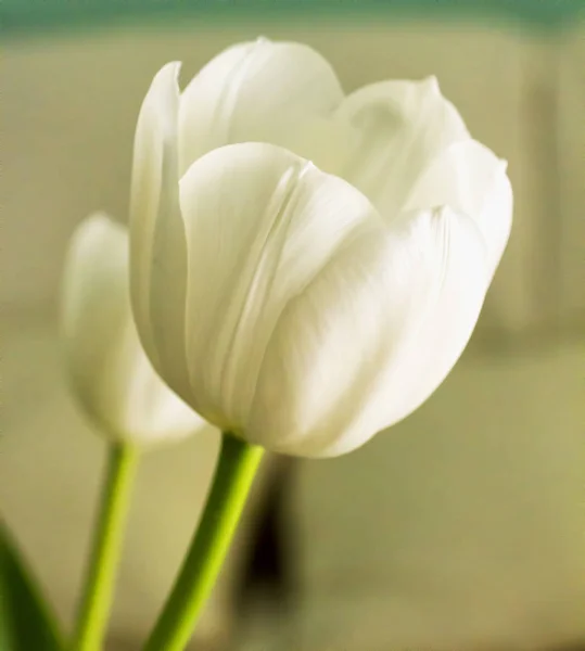 White tulip in close up — Stock Photo, Image