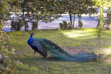 Çimenlerin üzerinde yürüyüş tavus kuşu