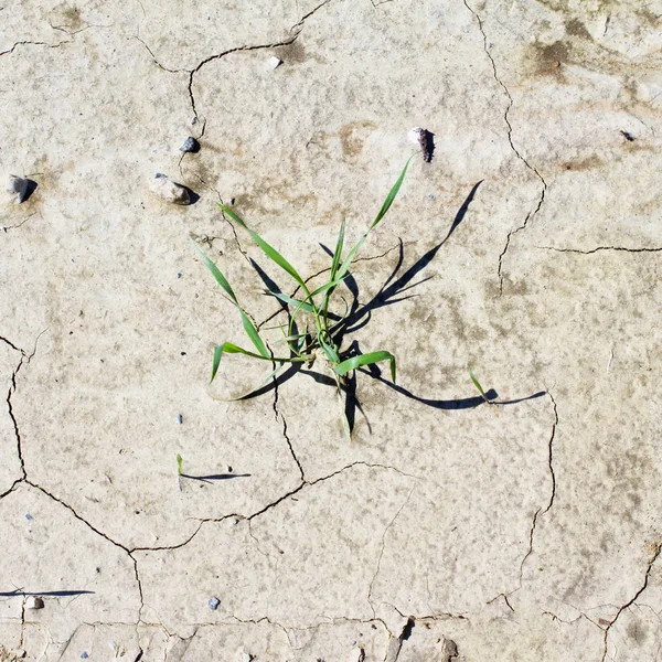 Herb sprouting out from desert — Stock Photo, Image