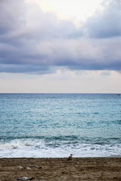 Zeezicht met eend op het strand — Stockfoto