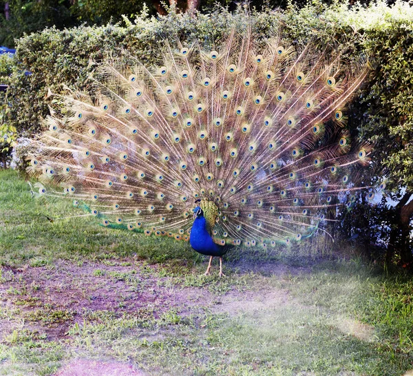 Peacock öppnar sin svans — Stockfoto