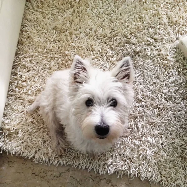 Westie looking up — Stock Photo, Image