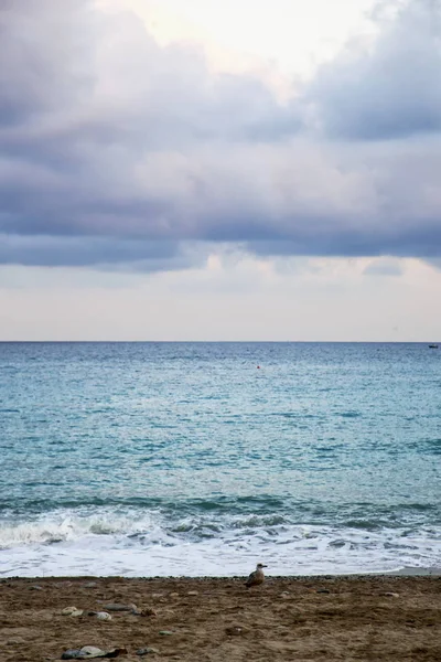 Havsutsikt med anka på stranden — Stockfoto