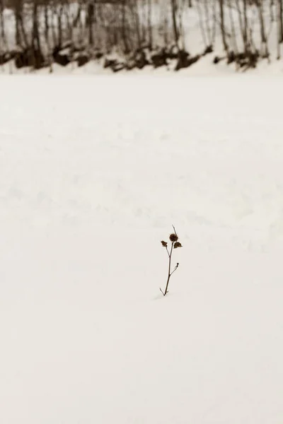 Karda küçük bir bitki — Stok fotoğraf