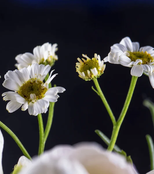 Daisies over black background — Stock Photo, Image