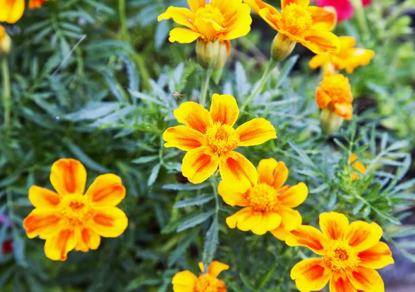 Κίτρινα και κόκκινα άνθη σε έναν κήπο — Φωτογραφία Αρχείου