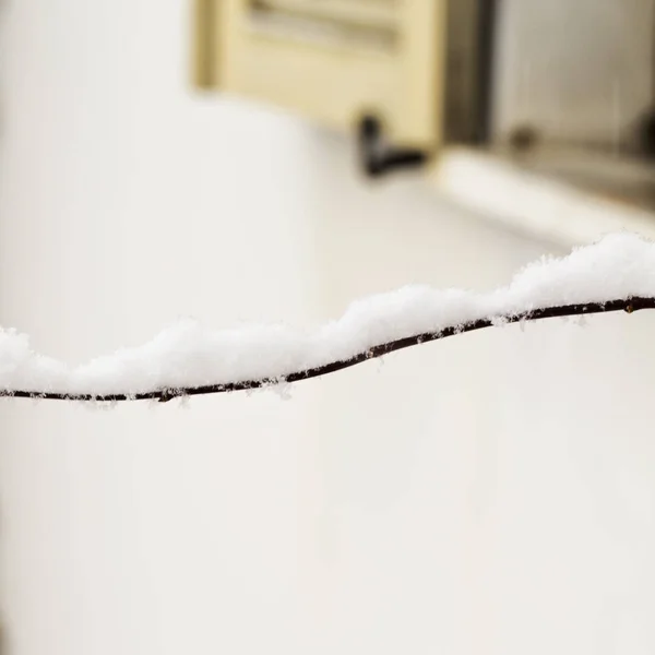 植物上的雪 — 图库照片