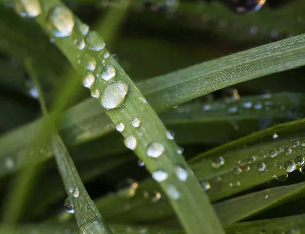 Drops of water over grass blades — Stock Photo, Image