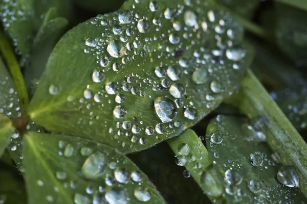 Druppels op leaf, close-up — Stockfoto