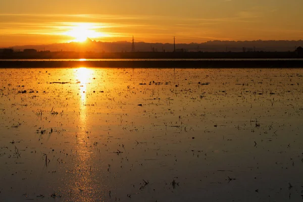 Solnedgang på rismark – stockfoto