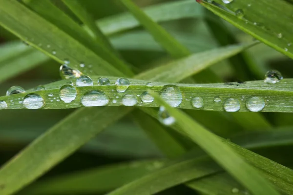 Grass blades with drops of water — Stock Photo, Image