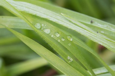 Su ile çim bıçak kadar Kapat'damla