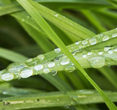 Damla çim kesiciler üzerinden