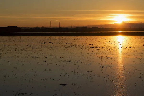 Pirinç alan gün batımında — Stok fotoğraf