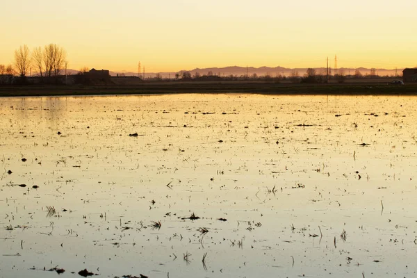 Rýžové pole při západu slunce — Stock fotografie