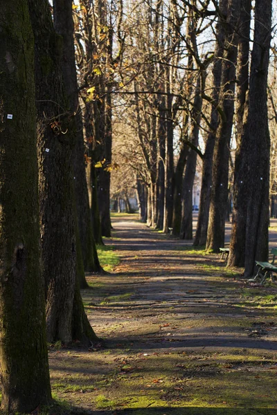 Steeg in het park — Stockfoto