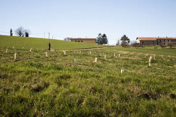 Young trees planted in a field — Stock Photo, Image