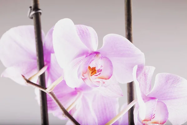 Růžová orchidej v zblízka — Stock fotografie