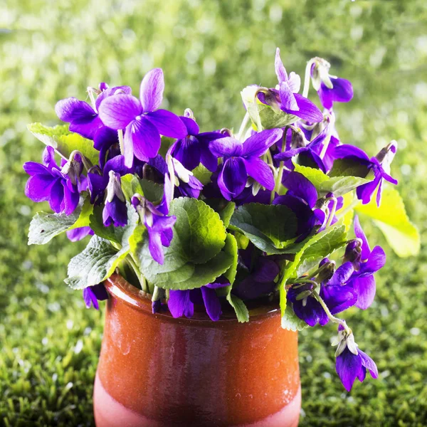 Violetas en un jarrón —  Fotos de Stock