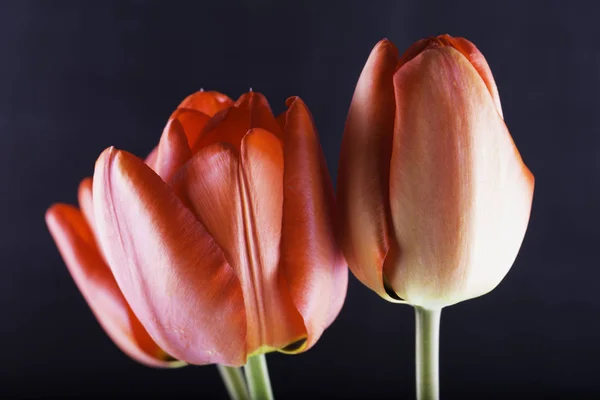 Tulipes rouges sur fond noir — Photo