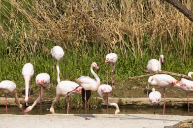 Havuzda pembe flamingolar