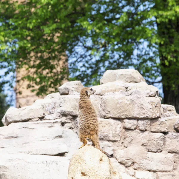 Lemur staande over rots — Stockfoto