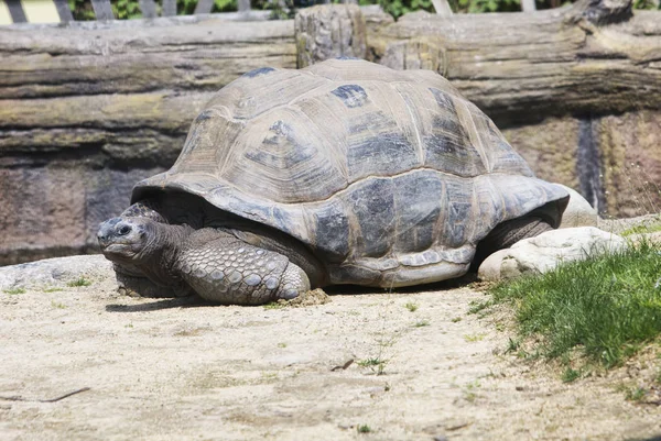 Great tortoise moving over sand — Stock Photo, Image