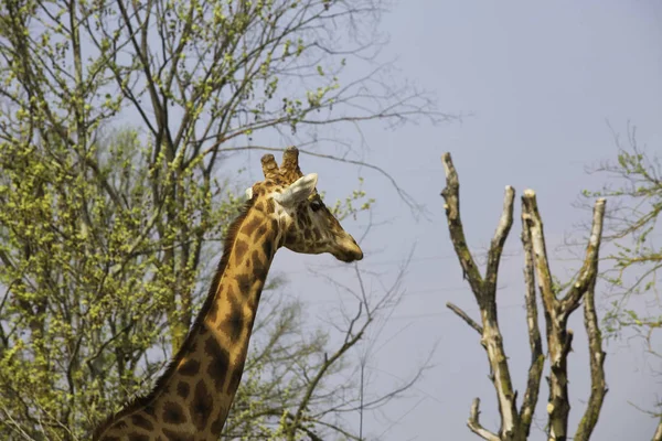 Żyrafa między drzewami — Zdjęcie stockowe