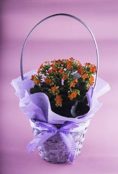 Витончена ваза з квітів на рожевому фоні — стокове фото