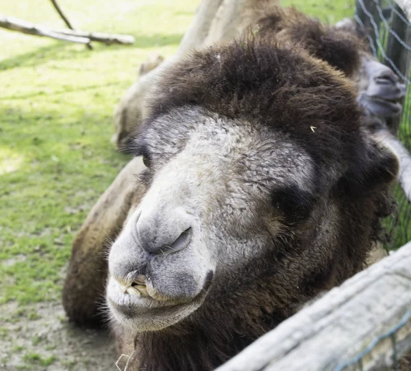 Camel's head in close up — Stock Photo, Image