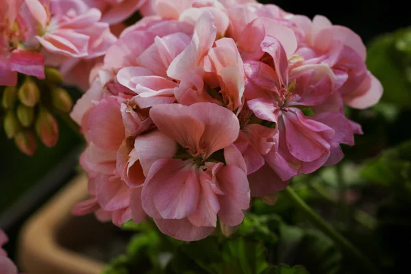 Pink Geranium in close up — Stock Photo, Image