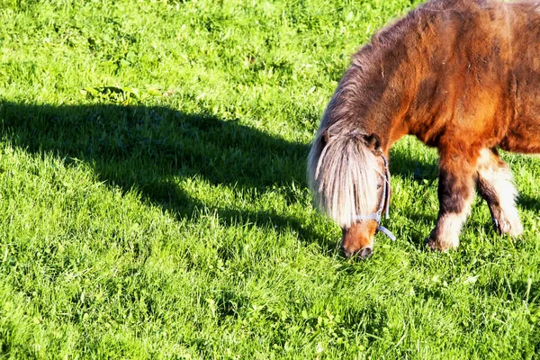 Pequeno cavalo comendo no campo — Fotografia de Stock