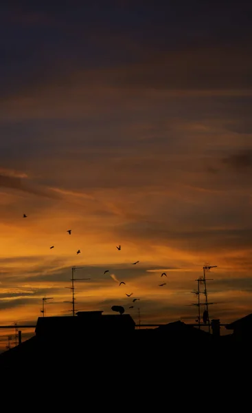 Fåglar som flyger vid solnedgången — Stockfoto