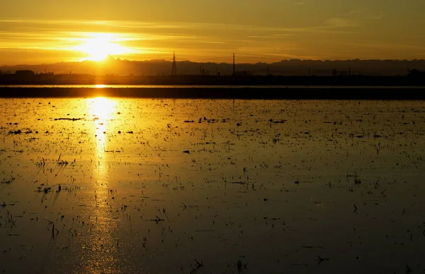 Zonsondergang over de rijst veld — Stockfoto