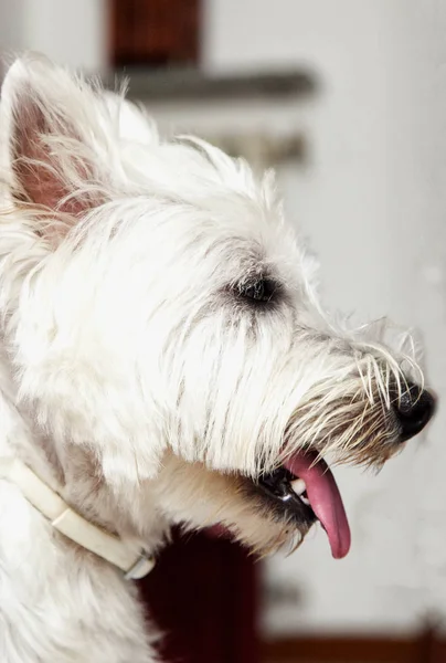 West Highlands Terrier, side view of head — Stock Photo, Image