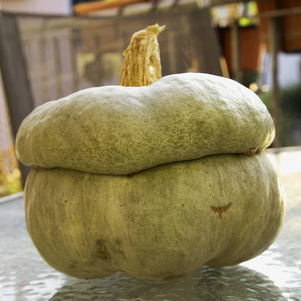 Pumpkin on an outdoor table, natural light — Stock Photo, Image