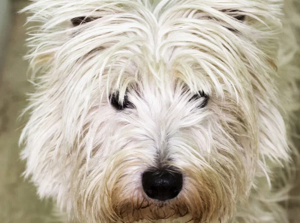 Westie face in close up Royalty Free Stock Images