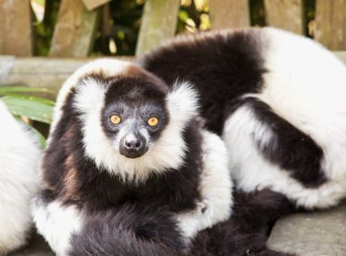Lemur, kameraya bakarak yazılmış,
