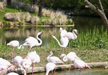 Su pembe flamingolar