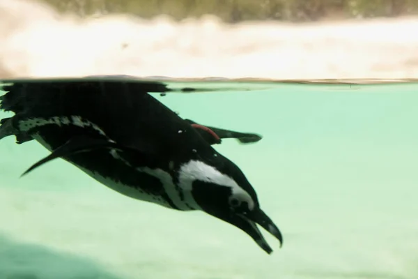 水の下でペンギン — ストック写真