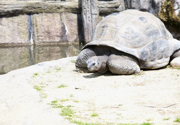 Big Turtle sitting on the ground — Stock Photo, Image