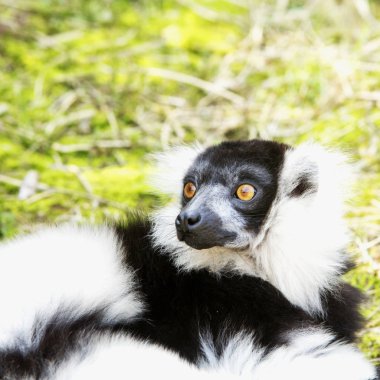 Sürpriz lemur'ın bahçesinde